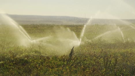 Sprinklers-water-the-field.